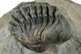 Curled Reedops Trilobite Fossil - Atchana, Morocco #312353-2